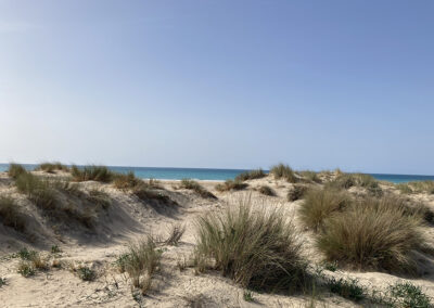 Playa protegida con agua y vegetación