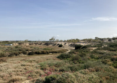 Marisma de Cádiz, un ecosistema protegido que juega un papel crucial en la conservación de la biodiversidad.