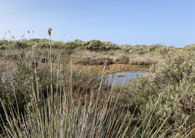 Paisaje de un humedal costero con vegetación acuática, aguas tranquilas y cielo despejado, destacando la biodiversidad y el ecosistema natural.