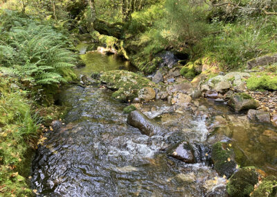 Arroyo en un espacio natural protegido, con aguas cristalinas fluyendo entre rocas y vegetación exuberante a su alrededor.